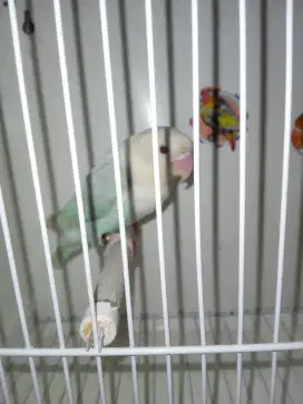 Lovebird biola blue pallid