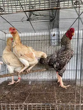 Ayam Ko Shamo indukan produktif