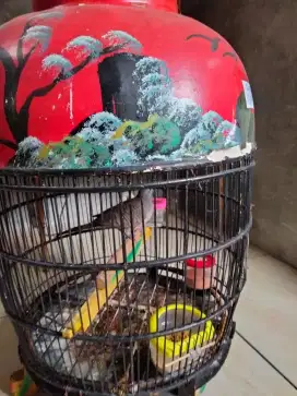 Perkutut lokal alam gacor