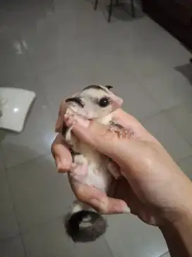 Sugar glider jantan white face