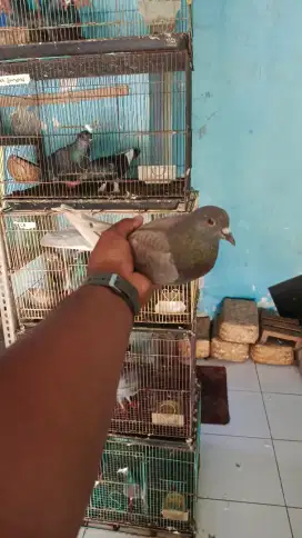 Cewean merpati kolong bebas, super mewah serba on