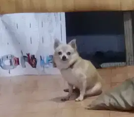 Jual anjing, minipom jenis kelamin jantan