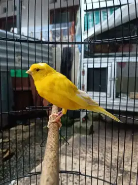 AF lemon gacor durasi