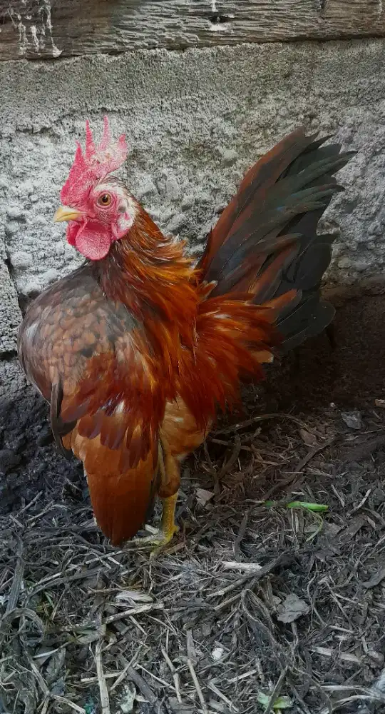 Serama ganteng jagoan muda