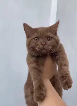 Bsh cinnamon ped betina / British short hair cinnamon pedigree betina