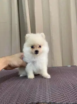 Supermini pom betina