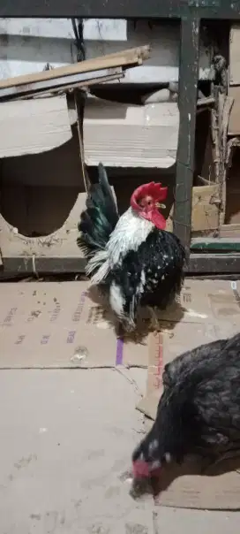 Ayam tema jantan dewasa sehat