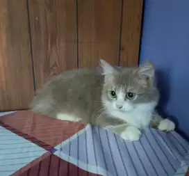 Kucing Munchkin kaki pendek jantan