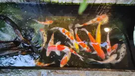 IKAN KOI 16 Ekor 1 kumpai