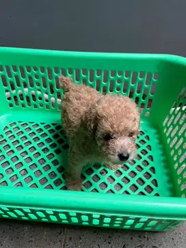 Dijual Baby Toy Poodle