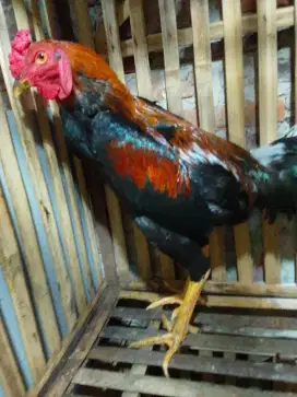 Pny BK jnis pahkoy umur 7 BLN  UK 5mksa.nyali blum full mnt wa