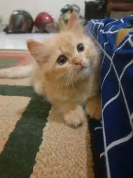 Open Adopsi Peranakan Persia Betina