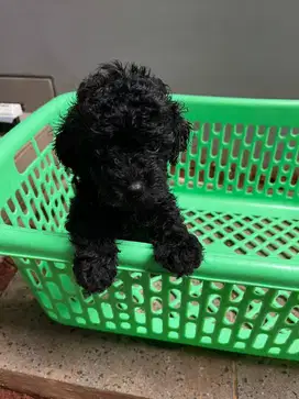 Dijual Baby Toy Poodle