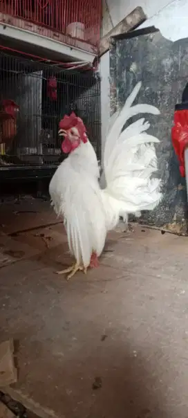 Ayam tema jantan dewasa