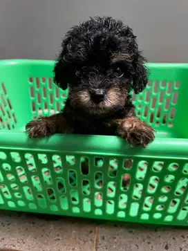Dijual Baby Toy Poodle