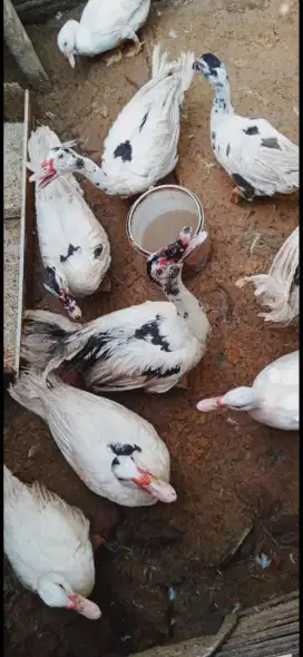 Dijual mentok jumbo jantan 100rb per ekor siap kawin