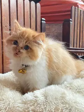 KITTEN PERSIAN LONGHAIR BULU KAPAS BIGBONE FLATNOSE