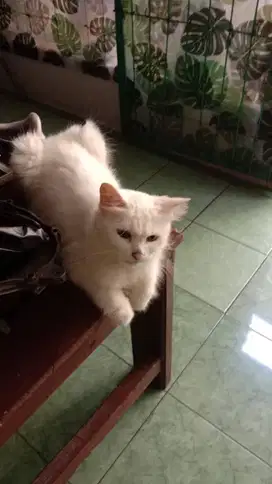 lepas adop a1 kucing 2 bulan .