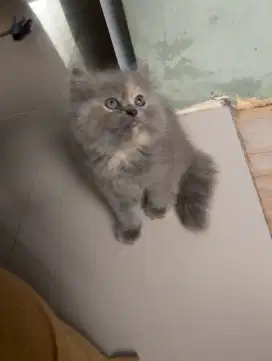 Kitten Persia flatnose bulu kapas