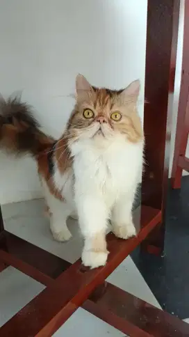Kucing peaknose betina calico