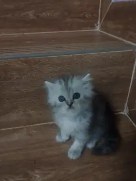 Kitten Persia bulu kapas long hair