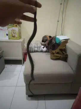 rambut sambungan hitam