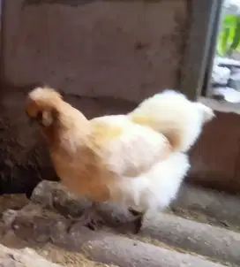 Ayam Silkie betina, Bekasi