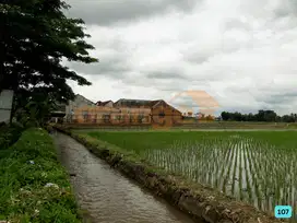 Di Jual Tanah sawah produktif di daerah Kepanjen Kabupaten Malang