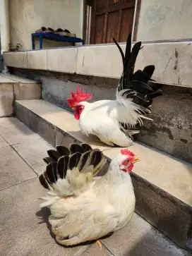 Ayam kate CHABO BLACKTAIL sepasang