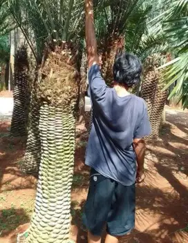 Pohon kenari taiwan tinggi 2mtr batang keras