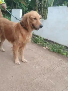 golden jantan retriever