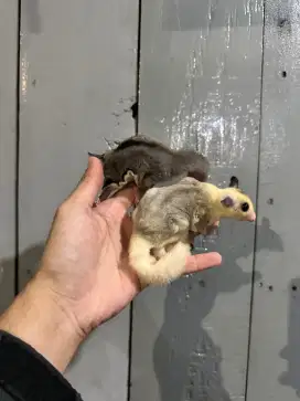 Paket Hemat Joey Sugar Glider Sepasang