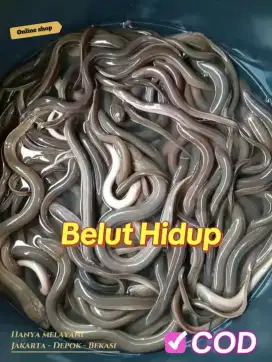 Tersedia belut konsumsi stok ready