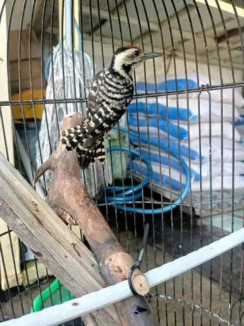 Pelatuk ulam jantan harian aktif sehat pur total