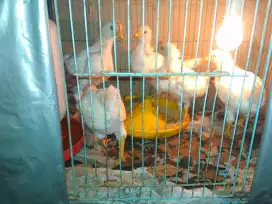 doc ayam petelur