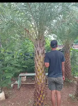 Pohon kenari silvertriss tinggi batang keras 150cm_200cm