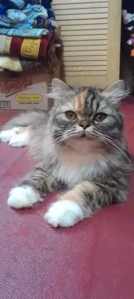 kitten persia Calico bulu panjang betina