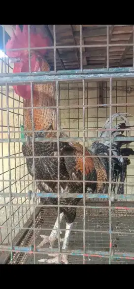 Ayam Pelung Jali Jantan