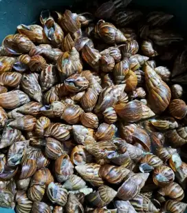 Bekicot konsumsi fresh