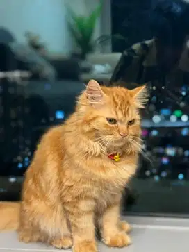 Kucing persia jantan