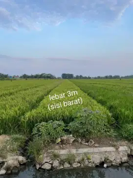 JUAL MURAH TANAH SAWAH PRODUKTIF