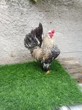 Ayam kate jantan jali