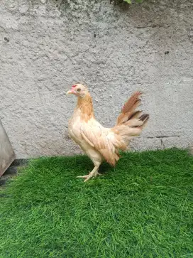 Ayam kate betina dewasa