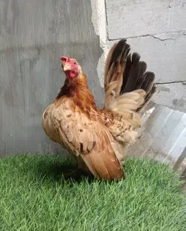 Ayam kate betina dewasa