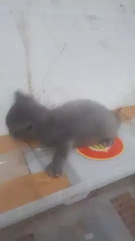 Di jual anakan kucing britne Abu2 usia 3 minggu lucu minat seriyus Wa