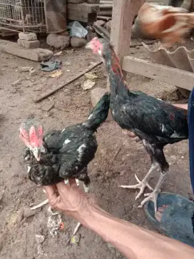 Ayam kampung muda