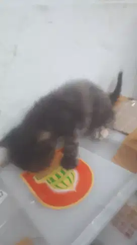 Di jual anakan kucing persia usia 3 minggu minat Wa
