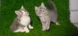 Kucing mix mainecoon