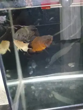 Ikan Oscar angkut smua