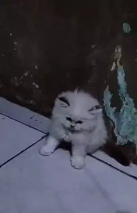 Kitten ragdoll 2 bln